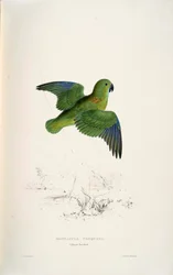 Psittacula torquata